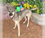 Small German Shepherd Dog Mix
