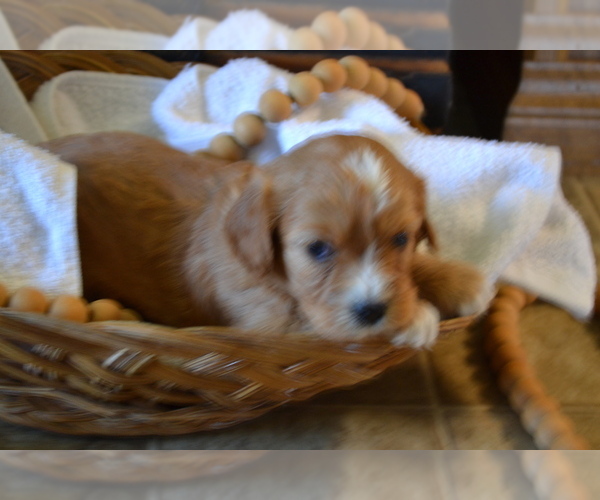 Medium Photo #3 Cavapoo (Miniature) Puppy For Sale in GREENWOOD, WI, USA