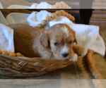 Small #2 Cavapoo (Miniature)