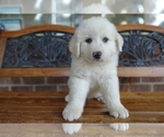 Small Photo #23 Great Pyrenees Puppy For Sale in HILLSVILLE, VA, USA