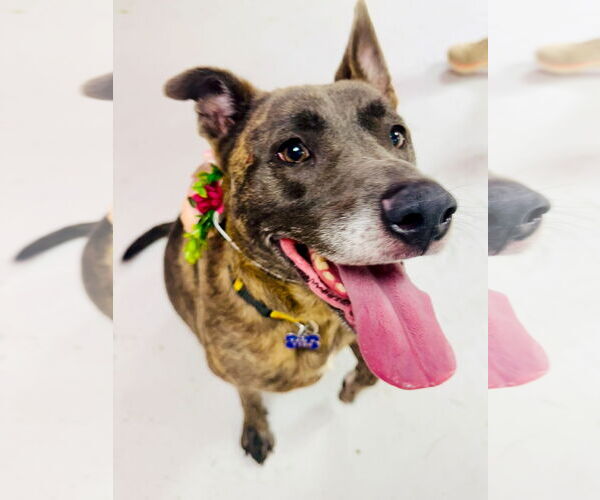 Medium Photo #10 Catahoula Leopard Dog-Labrador Retriever Mix Puppy For Sale in Houston, TX, USA