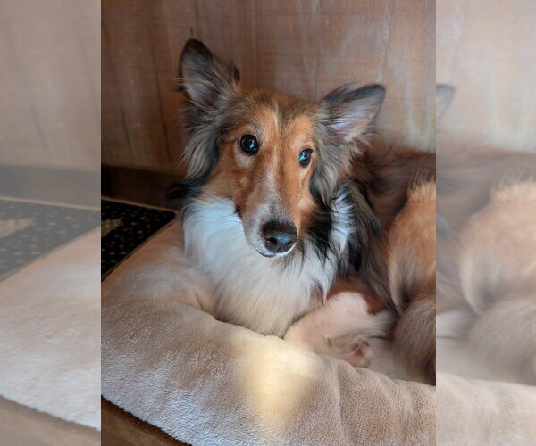 Medium Photo #1 Mutt Puppy For Sale in Vail, AZ, USA