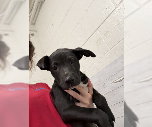 Medium Photo #1 Mutt Puppy For Sale in San Bernardino, CA, USA