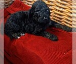 Small Photo #1 Poodle (Standard) Puppy For Sale in THOMASTON, GA, USA