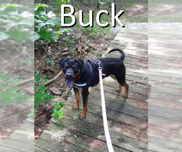 Medium Photo #3 Black Mouth Cur-Rottweiler Mix Puppy For Sale in Mountain View, AR, USA