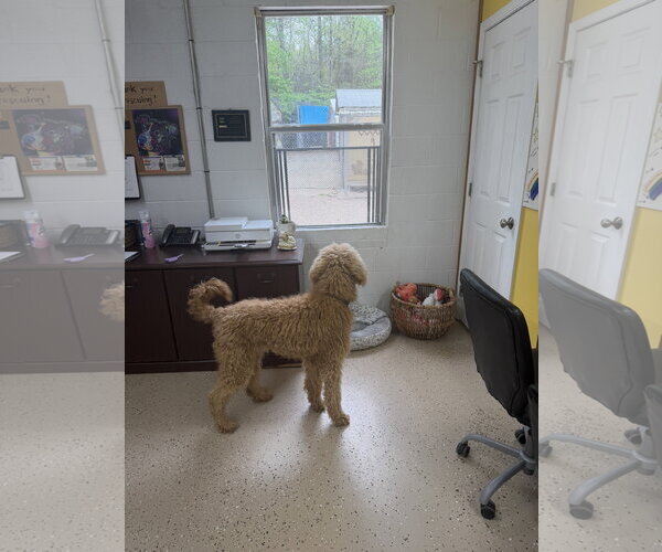 Medium Photo #3 Poodle (Standard) Puppy For Sale in York, SC, USA