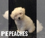 Puppy 1 Bichpoo