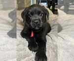 Zella - Female Labrador Retriever-Unknown Mix Dog for Adoption - Small photo