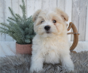 Pom-A-Poo Puppy for sale in HONEY BROOK, PA, USA