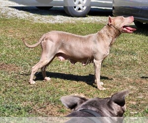 Mother of the American Bully puppies born on 01/09/2023