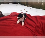 Small Photo #8 Australian Shepherd Puppy For Sale in BLANCHARD, OK, USA