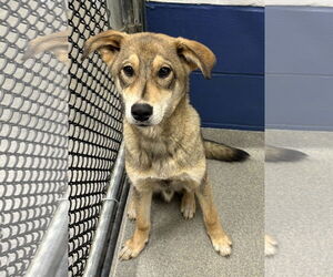 Mutt Dogs for adoption in Sterling, MA, USA