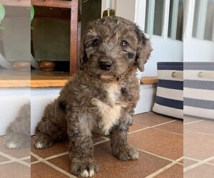 Golden Retriever-Poodle (Toy) Mix Puppy for sale in ROWLEY, MA, USA