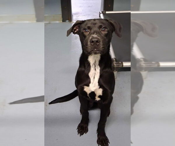 Medium Photo #4 American Pit Bull Terrier-Labrador Retriever Mix Puppy For Sale in Brewster, NY, USA