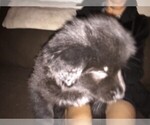 Small Photo #2 Pomsky Puppy For Sale in SOUTH BEND, IN, USA