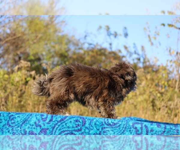 Medium Photo #14 ShihPoo Puppy For Sale in DYERSBURG, TN, USA