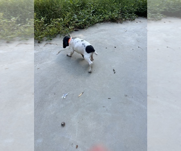 Medium Photo #10 German Shorthaired Pointer Puppy For Sale in GREENVILLE, SC, USA
