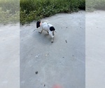Small #9 German Shorthaired Pointer