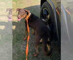 Small #5 Doberman Pinscher Mix