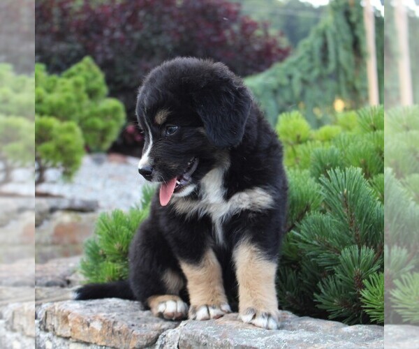 Medium Photo #4 Australian Mountain Dog Puppy For Sale in BLAIN, PA, USA