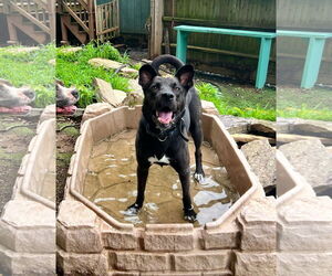 Mavi Lizman - Female Mutt Dog for Adoption - Photo #13