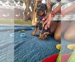 Small #1 Doberman Pinscher