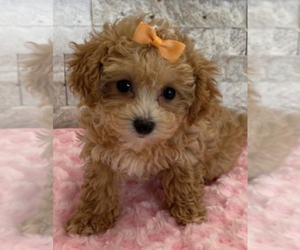 Poodle (Toy) Puppy for sale in MATTOON, IL, USA