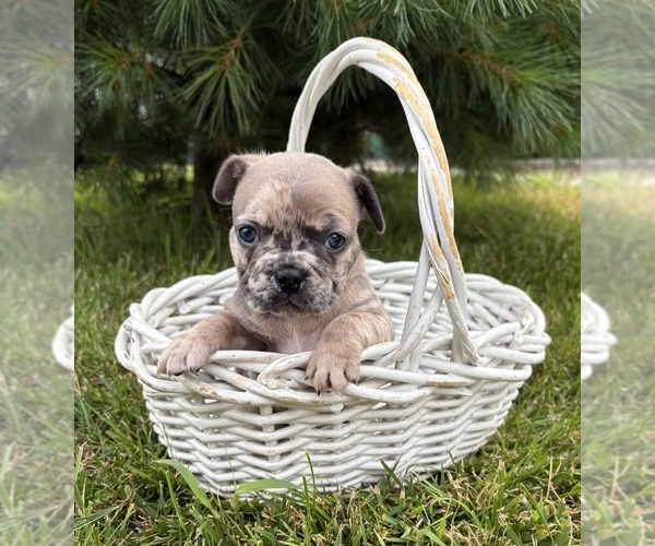 Medium Photo #2 French Bulldog Puppy For Sale in MIDDLEBURY, IN, USA