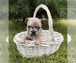 Small #1 French Bulldog