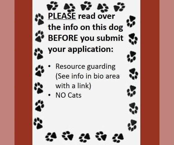 Medium Photo #4 Mutt Puppy For Sale in Fargo, ND, USA