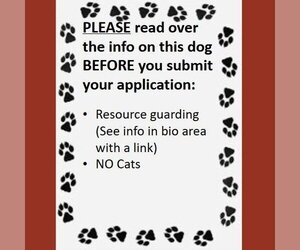 Gayle - Female Mutt Dog for Adoption - Photo #4