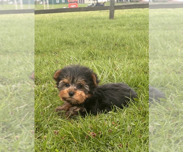 Medium Photo #2 Yorkshire Terrier Puppy For Sale in CANOGA, NY, USA