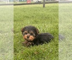 Small #1 Yorkshire Terrier