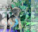 LILY - Female Mutt Dog for Adoption - Small photo