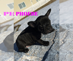 Small Photo #11 French Bulldog Puppy For Sale in CLARKSTON, UT, USA