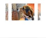 Small #1 Beagle-Treeing Walker Coonhound Mix