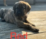 Puppy Red Mastiff