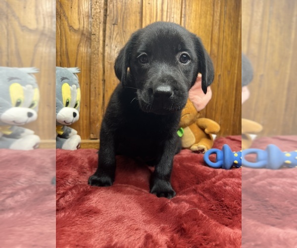 Medium Photo #4 Labrador Retriever Puppy For Sale in NEOLA, WV, USA
