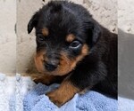 Small #4 Rottweiler