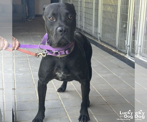 Medium Photo #2 American Pit Bull Terrier-Labrador Retriever Mix Puppy For Sale in Washington, DC, USA