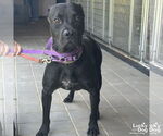 Small #1 American Pit Bull Terrier-Labrador Retriever Mix