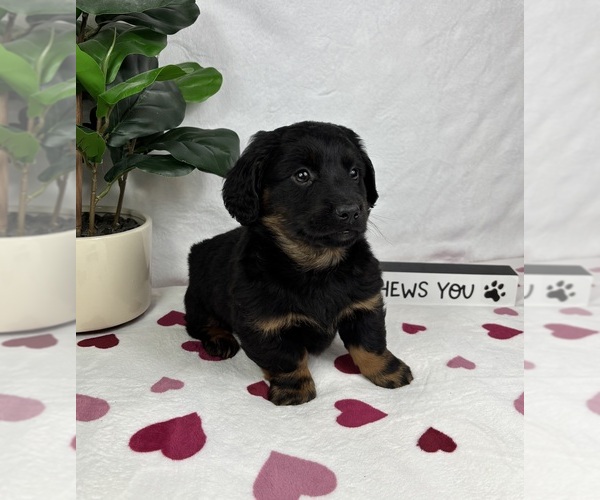 Medium Photo #1 Dachshund Puppy For Sale in FRANKLIN, IN, USA