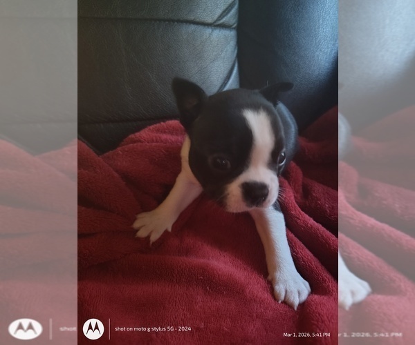 Medium Photo #1 Boston Terrier Puppy For Sale in BAMBERG, SC, USA