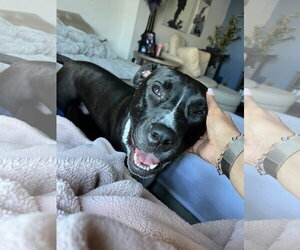 Leia - Female Mutt Dog for Adoption - Photo #13