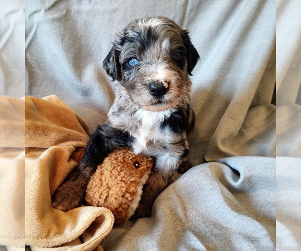 Medium Photo #2 Bordoodle Puppy For Sale in FREDERICKTOWN, OH, USA