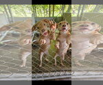 Small #4 Black Mouth Cur