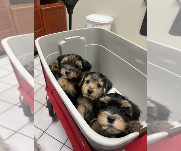 Medium Photo #1 Yorkshire Terrier Puppy For Sale in ATLANTA, GA, USA