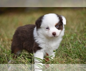 Miniature Australian Shepherd Puppy for sale in PALM COAST, FL, USA