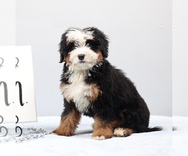 Medium Photo #1 Bernedoodle (Miniature) Puppy For Sale in LIVINGSTON, WI, USA