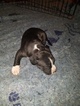 Small #23 American Pit Bull Terrier